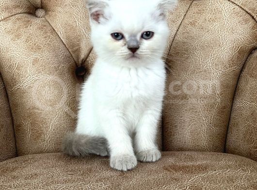 Blue Point Scottish Fold Yavrumuz