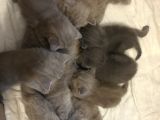 Sevimli Yavru British Shorthair Kediler