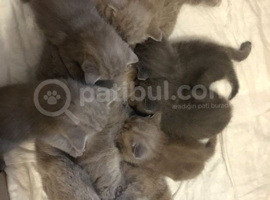 Sevimli Yavru British Shorthair Kediler görsel