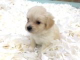 Maltipoo Bebekler