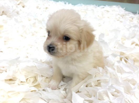 Maltipoo Bebekler görsel