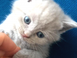 Sevimli Yavru British Shorthair Kediler