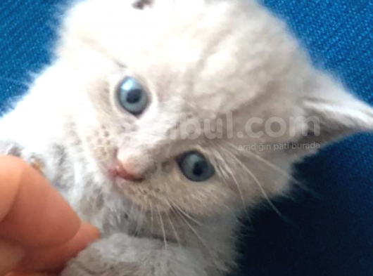 Sevimli Yavru British Shorthair Kediler görsel
