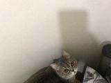 British Shorthair Silver Tabby 1 Yaşında Dişi Kısırlaştırılmış
