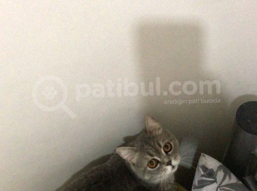 British Shorthair Silver Tabby 1 Yaşında Dişi Kısırlaştırılmış görsel