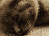 2 Aylık Blue Point Ve Gri Scottish Fold Yavruları