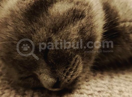 2 Aylık Blue Point Ve Gri Scottish Fold Yavruları görsel