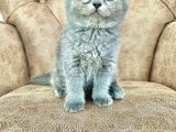 Pofuduk Scottish Fold Yavrumuz