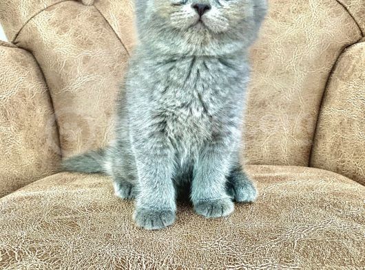 Pofuduk Scottish Fold Yavrumuz