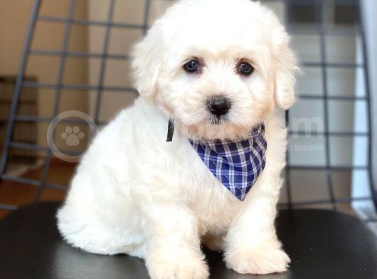 Maltese Terrier Yavruları görsel