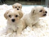Maltipoo Bebekler
