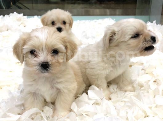 Maltipoo Bebekler görsel