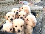 Golden  Retriever Yavrularımız
