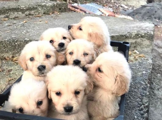 Golden  Retriever Yavrularımız