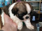 Anne Altından Ev Dogumu Orijinal Shihtzu Bebekler