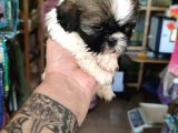 Anne Altından Ev Dogumu Orijinal Shihtzu Bebekler