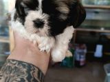Anne Altından Ev Dogumu Orijinal Shihtzu Bebekler