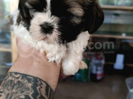 Anne Altından Ev Dogumu Orijinal Shihtzu Bebekler görsel