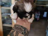Anne Altından Ev Dogumu Orijinal Shihtzu Bebekler
