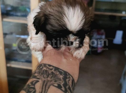 Anne Altından Ev Dogumu Orijinal Shihtzu Bebekler
