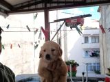 Süper Kalite Golden Retriever Yavruları