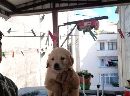 Süper Kalite Golden Retriever Yavruları görsel