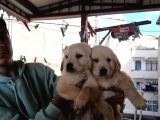 Süper Kalite Golden Retriever Yavruları