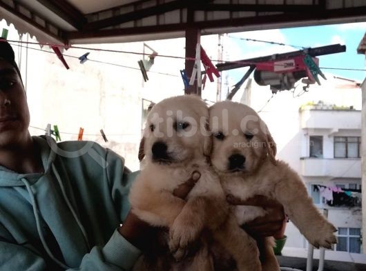 Süper Kalite Golden Retriever Yavruları görsel