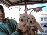 Süper Kalite Golden Retriever Yavruları