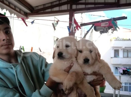 Süper Kalite Golden Retriever Yavruları görsel