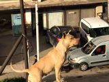 3 Aylık Rednos