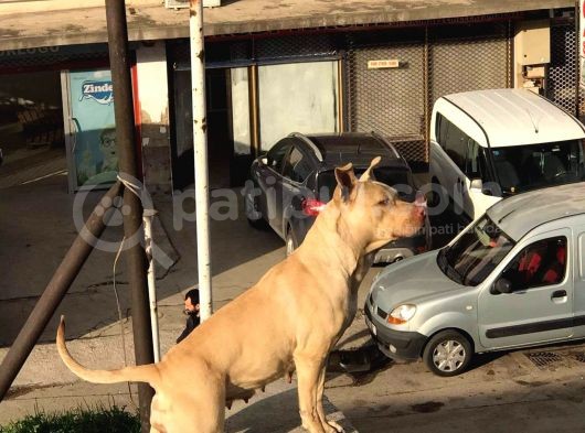 3 Aylık Rednos görsel