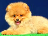 Pomeranian Boo Yavrular Gelmiştir