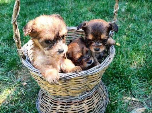 Morkie Yavrularımız görsel