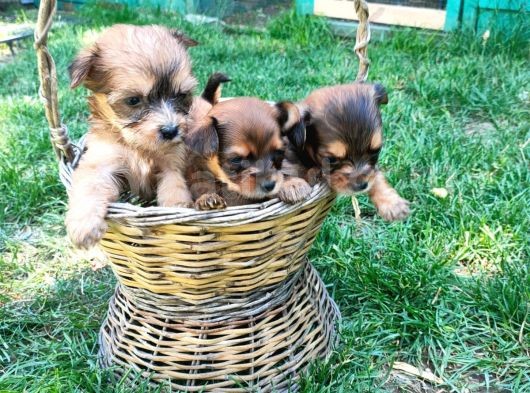 Morkie Yavrularımız görsel