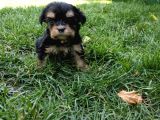 Morkie Yavrularımız