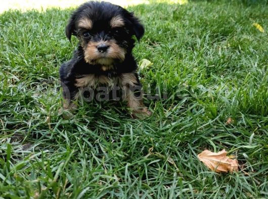Morkie Yavrularımız görsel