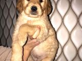 Süper Kalite Golden Retriever Yavruları