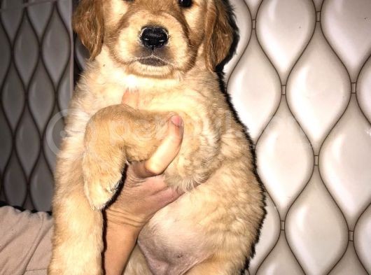 Süper Kalite Golden Retriever Yavruları