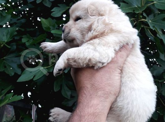 Chow Chow  Çin  Aslanı Yavrularımız görsel