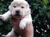 Chow Chow  Çin  Aslanı Yavrularımız