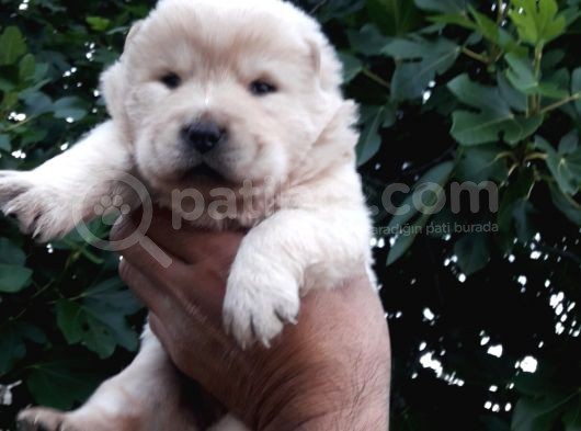 Chow Chow  Çin  Aslanı Yavrularımız görsel