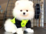 Pomeranian Boo Pasaportlu