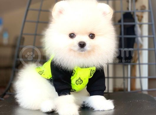Pomeranian Boo Pasaportlu görsel
