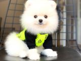 Pomeranian Boo Pasaportlu