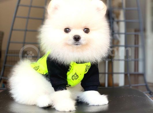 Pomeranian Boo Pasaportlu görsel