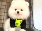Pomeranian Boo Pasaportlu