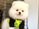 Pomeranian Boo Pasaportlu