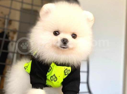 Pomeranian Boo Pasaportlu görsel