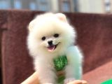 Sevimli Pomerian Boo